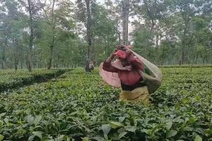 Rain brings relief to tea gardens of Terai-Dooars